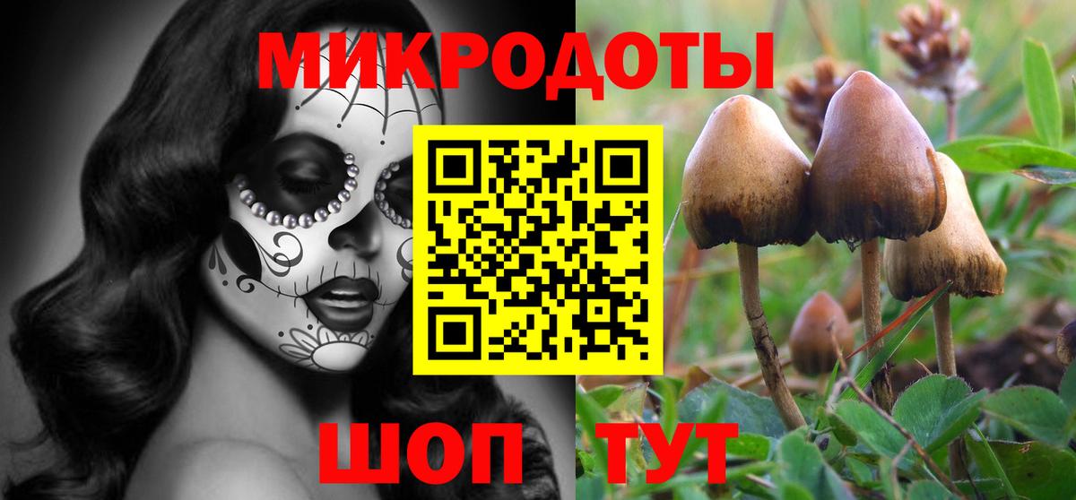 Псилоцибиновые грибы Psilocybe Новомосковск